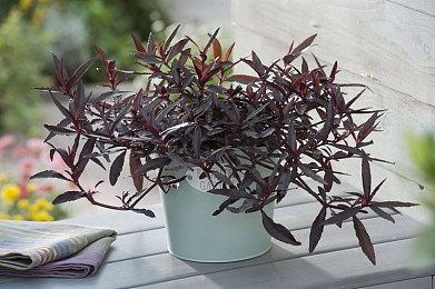 《黑色沙漠》新拓展“永冬之山”预告 4月正式上线