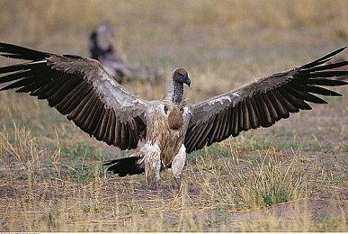 万代TCG《高达卡牌对战》全新预告 年内发售